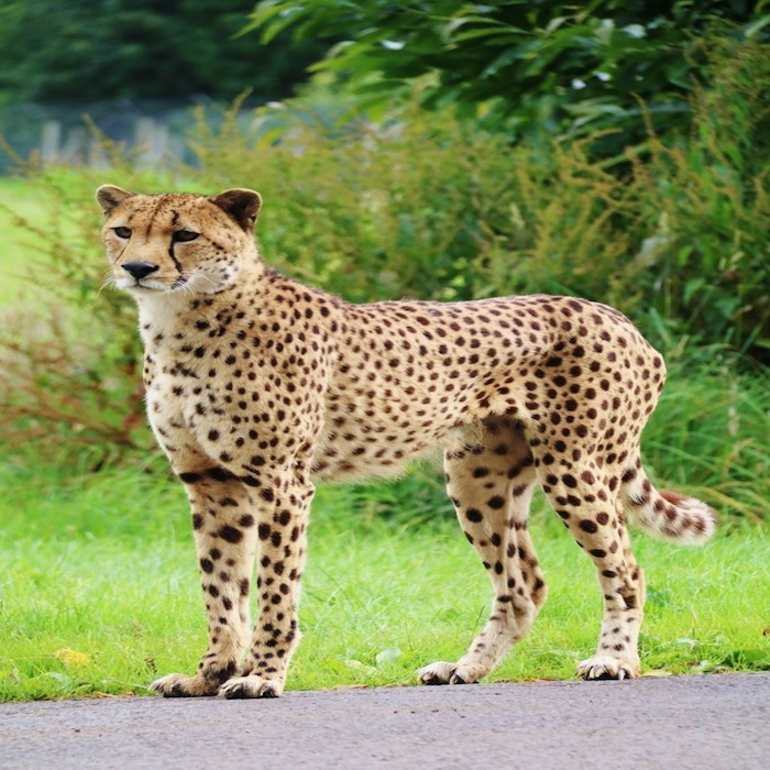 HISTORIC FIRST AS RARE CHEETAH CUBS BORN AT LONGLEAT